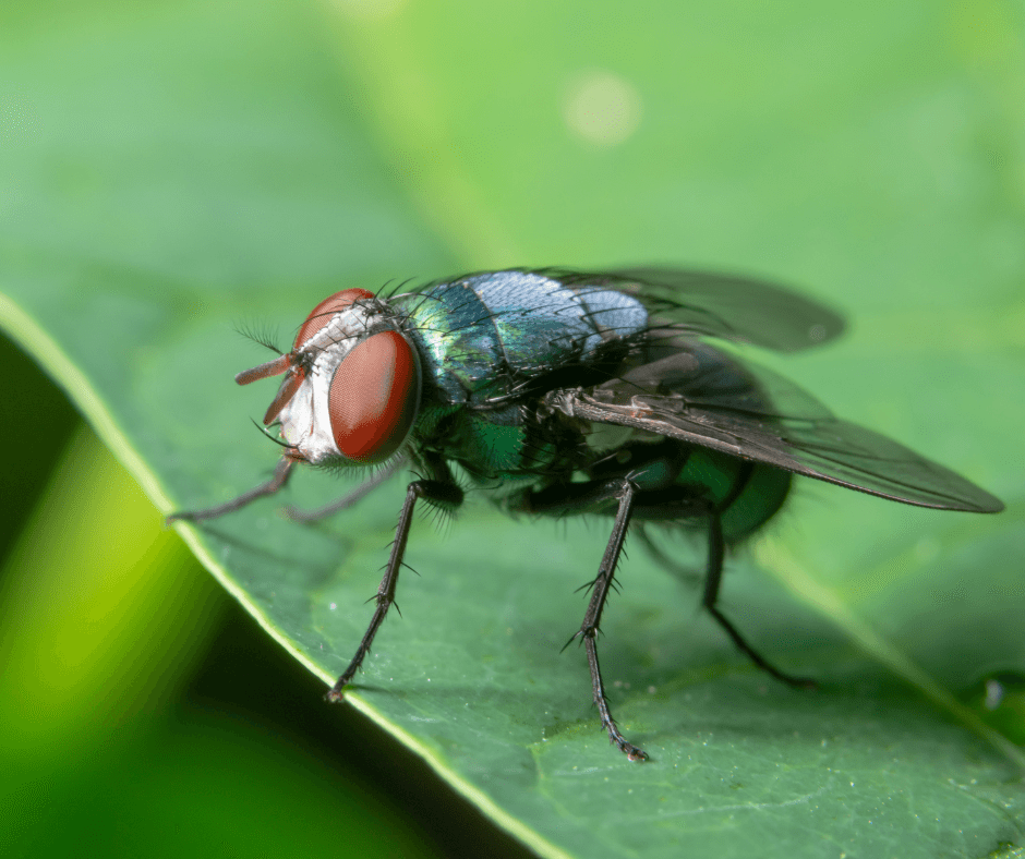 Common household flies can carry many different diseases and parasites.