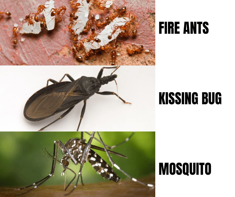 what-are-the-most-dangerous-bugs-in-south-carolina