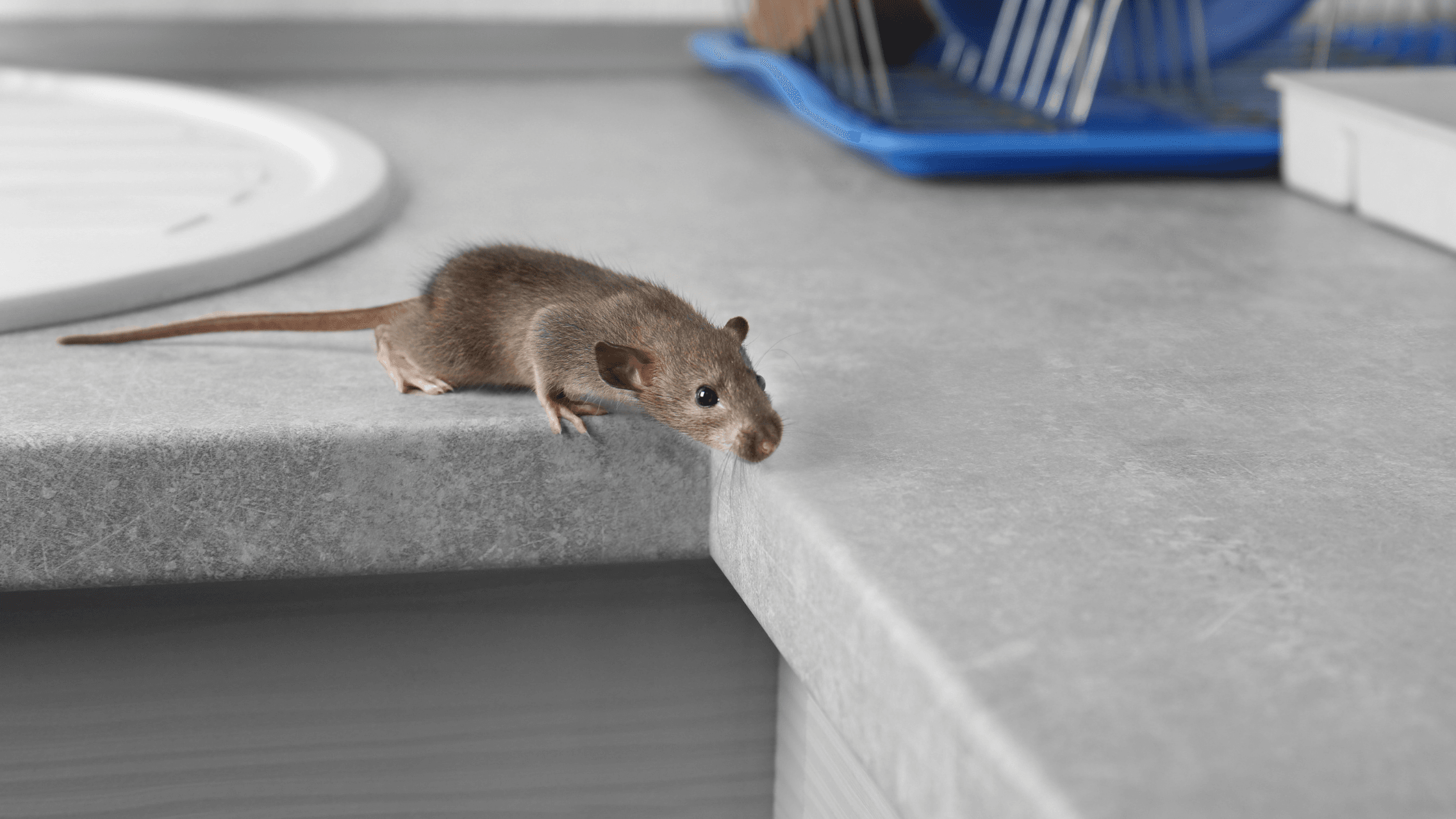 Mouse Bait - What is the Best Bait to Catch Mice?